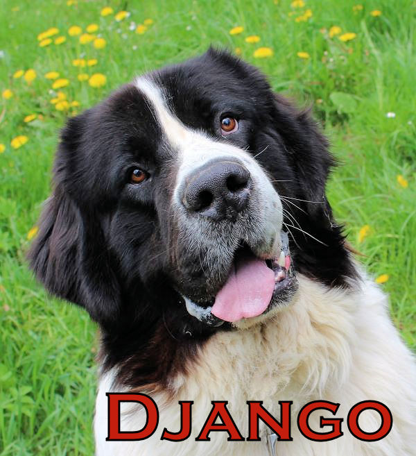 Ituma, Isis, Dream und Django