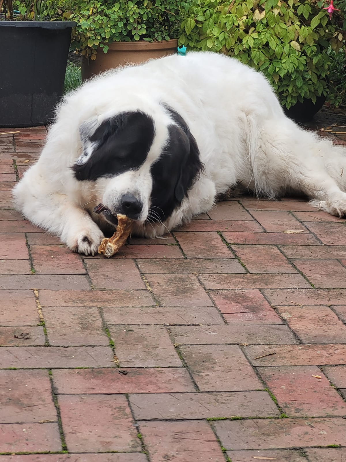 Cassys Suche war von Glück gekrönt