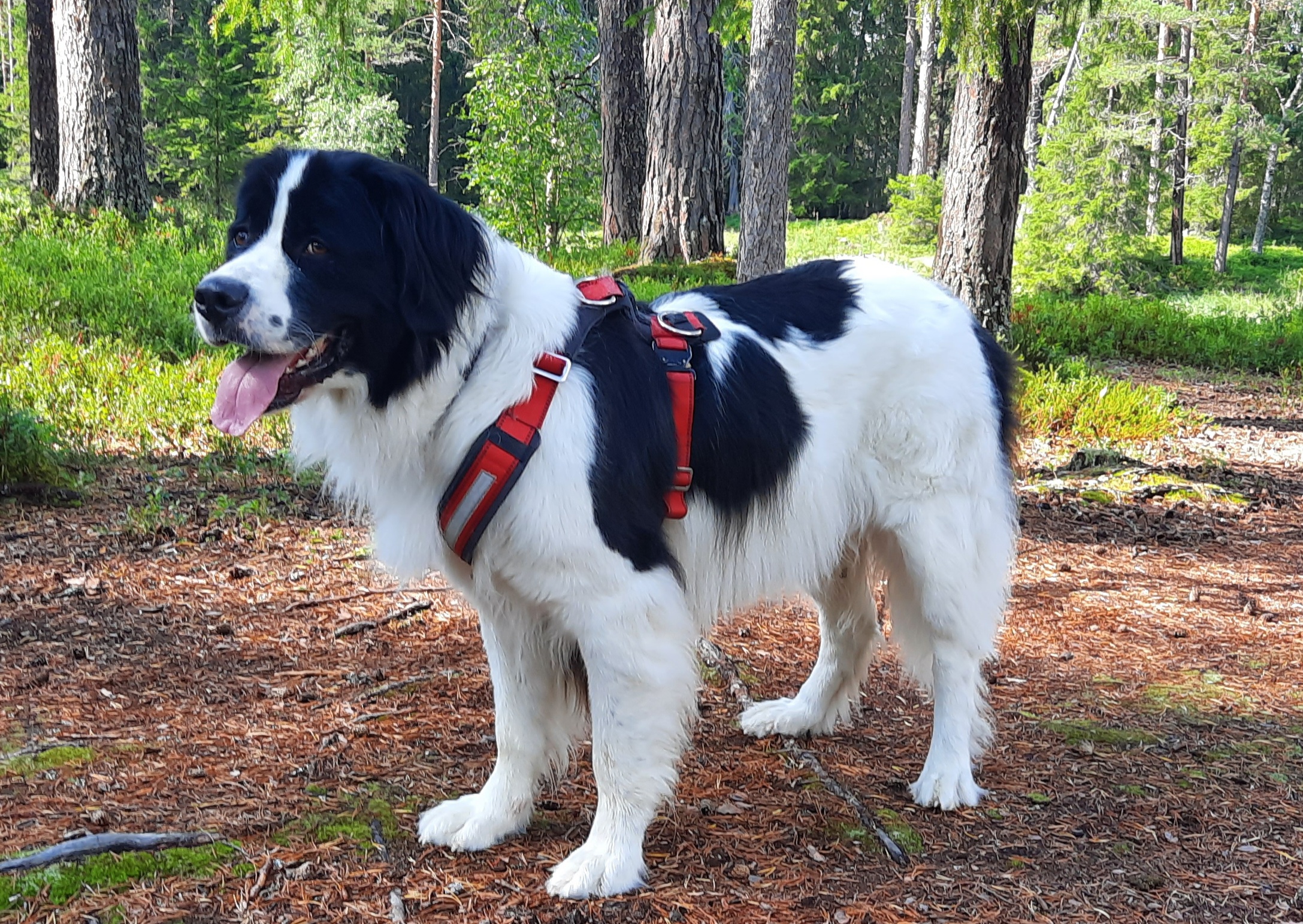 Erfahrungen mit Landseern im Urlaub