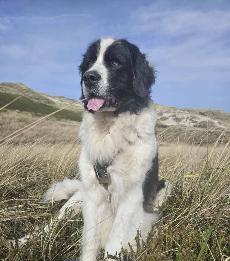 Unsere Fellnasen fotografieren
