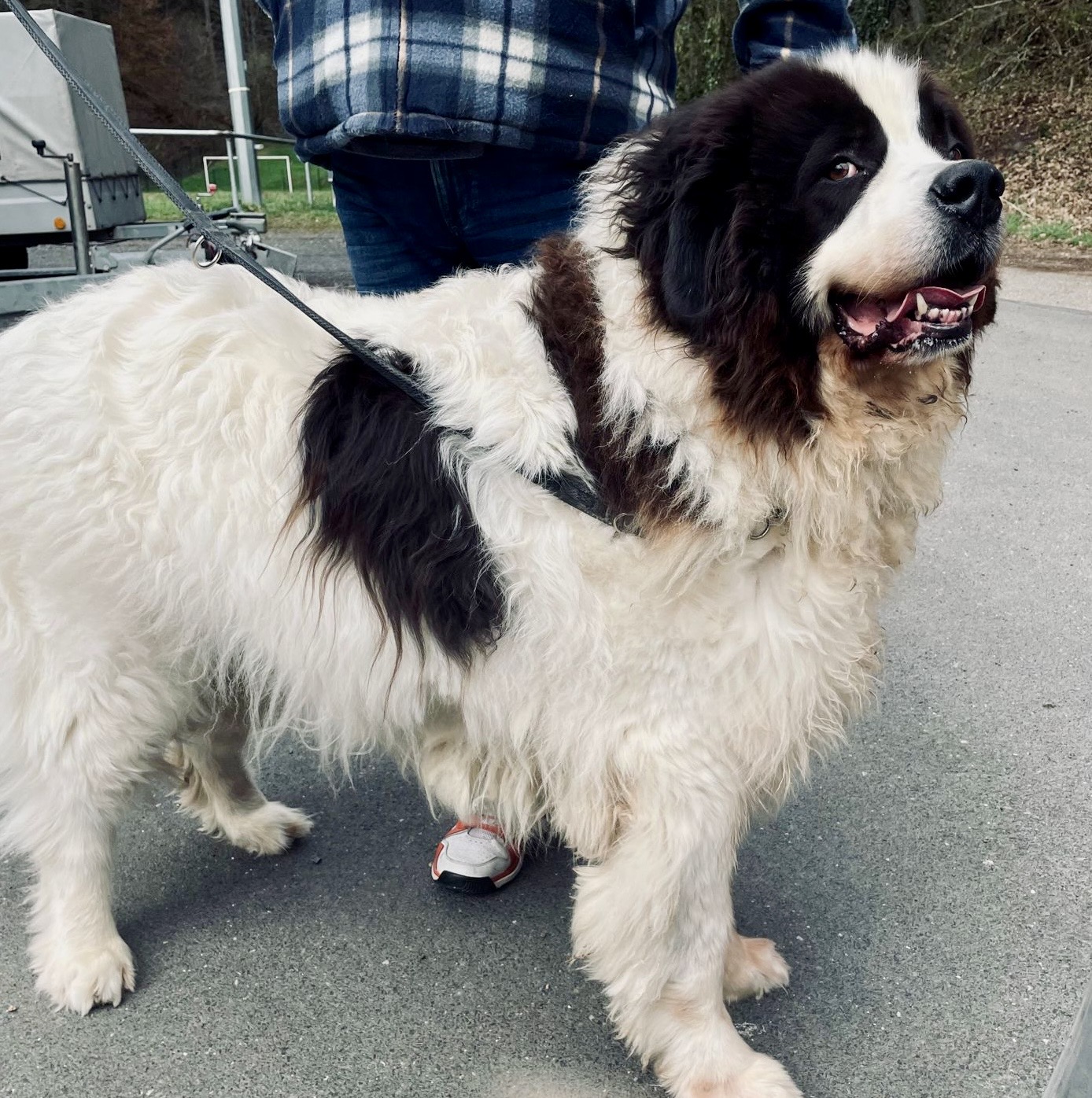 Aiko ist leider verstorben