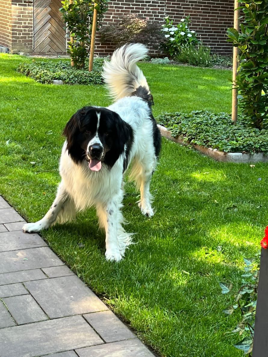 Good News – Bossoss hat ein neues Zuhause gefunden