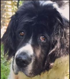 Ella ist über die Regenbogenbrücke gegangen