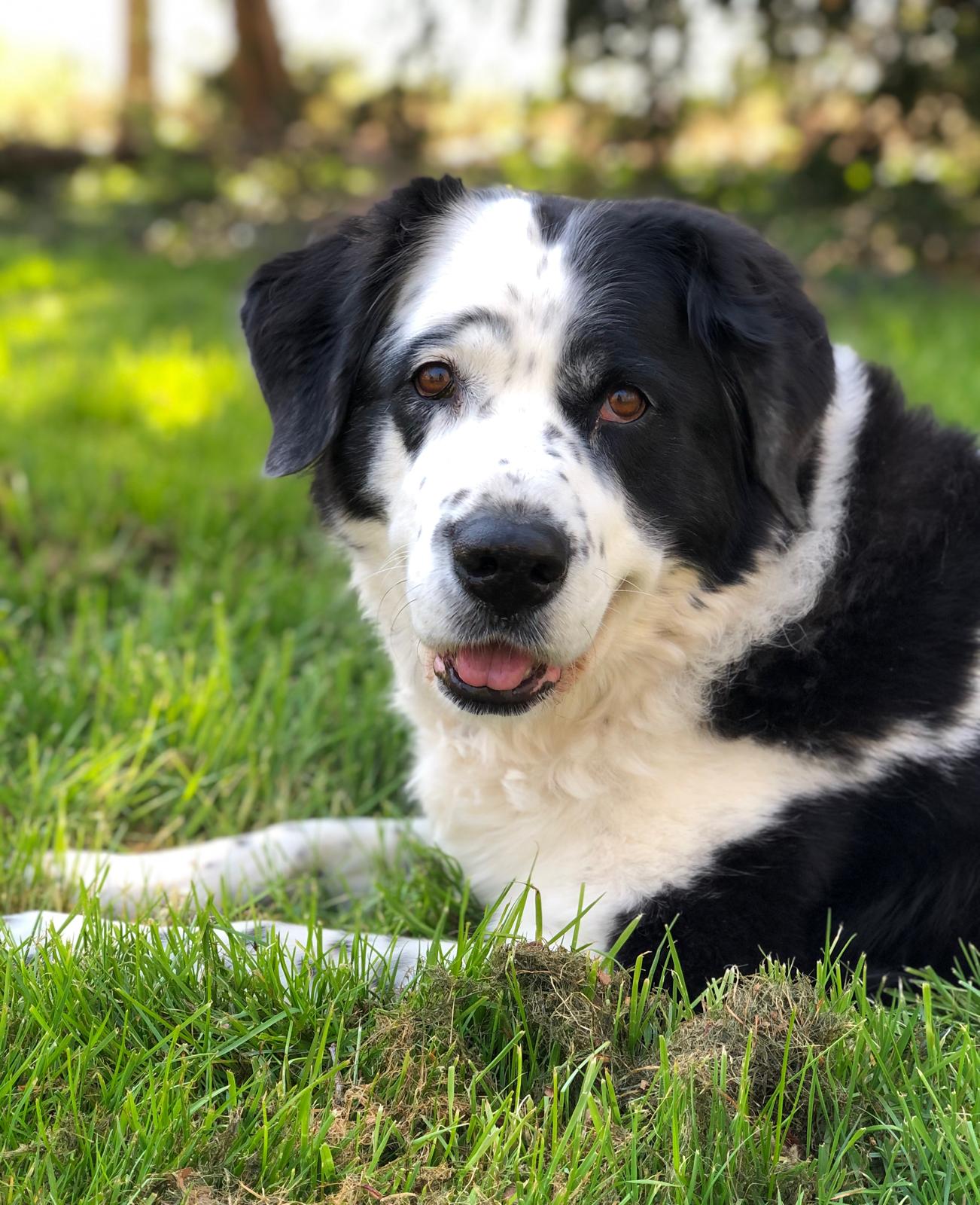 Elonka ist über die Regenbogenbrücke gegangen