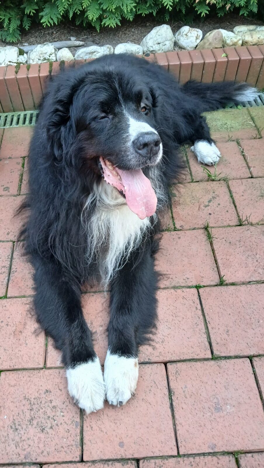 Fiete ist über die Regenbogenbrücke gegangen