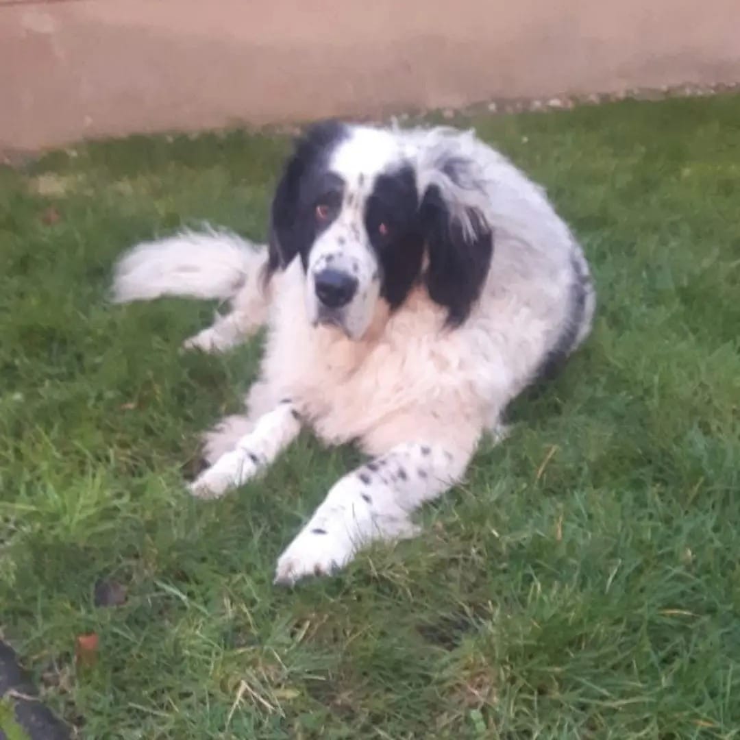 Georgia ist über die Regenbogenbrücke gegangen