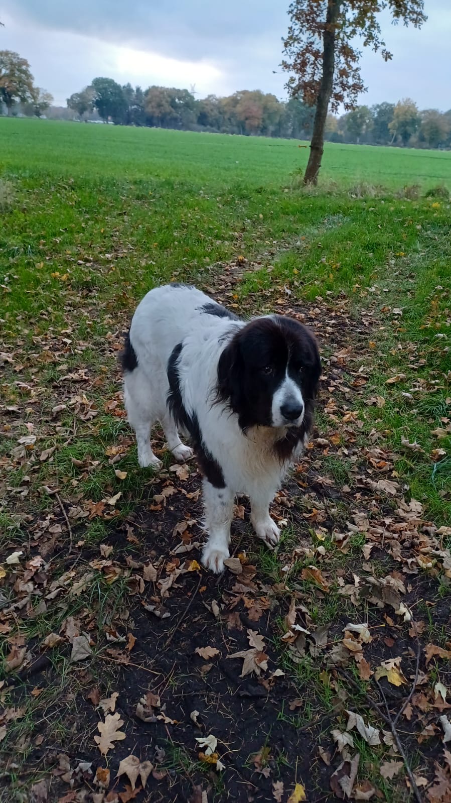 Mona ist über die Regenbogenbrücke gegangen