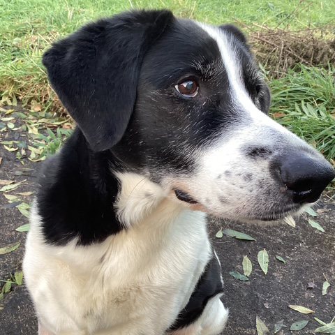 Sunny ist über die Regenbogenbrücke gegangen