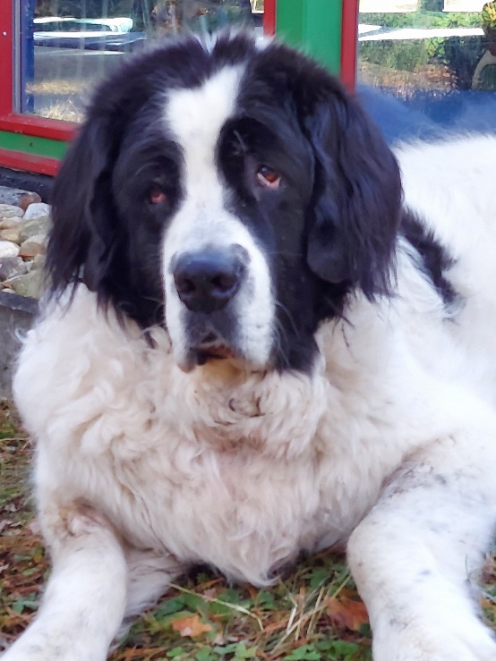Willis ist über die Regenbogenbrücke gegangen