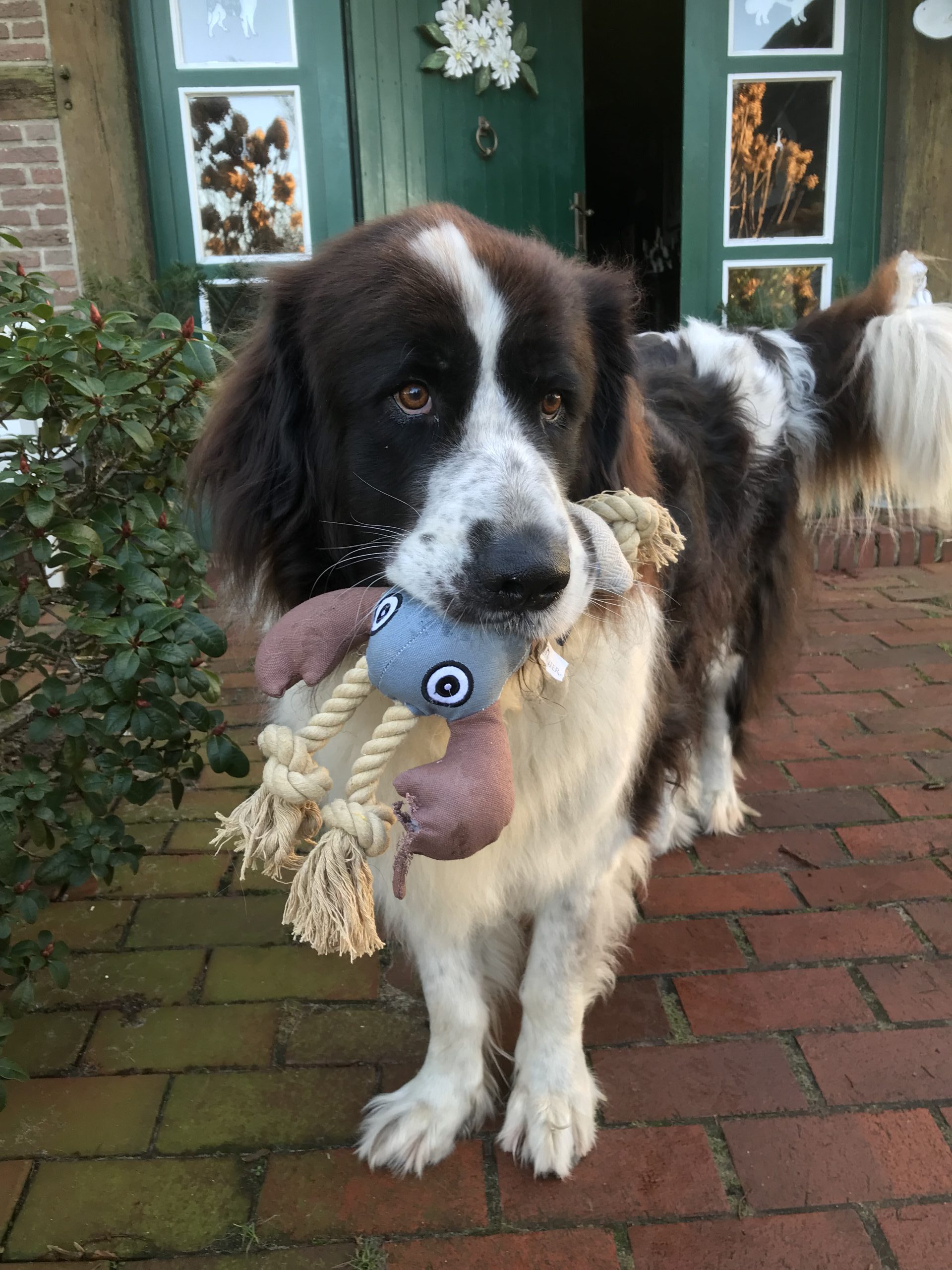 Manni ist über die Regenbogenbrücke gegangen