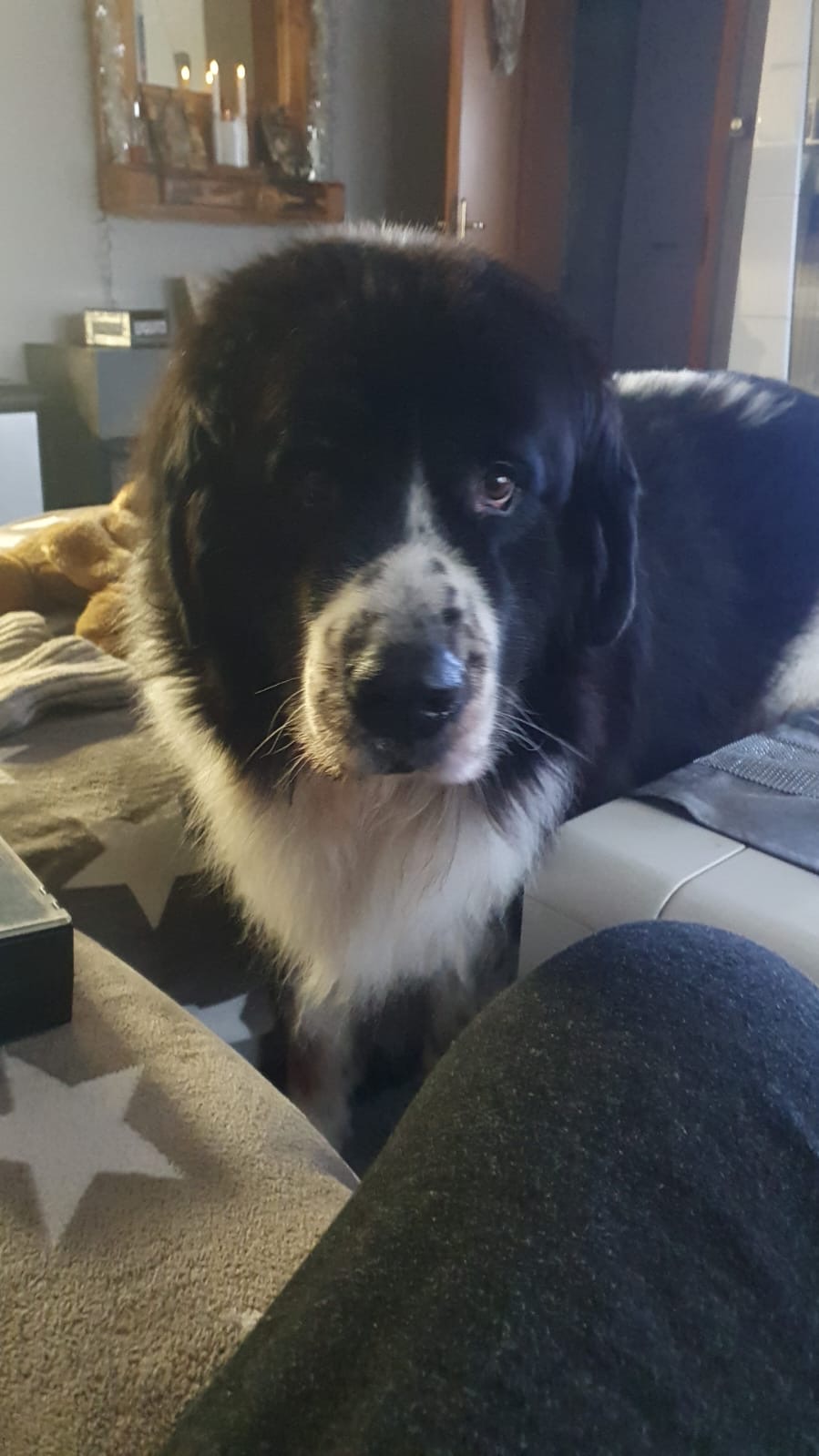 Joker sucht ein neues Körbchen