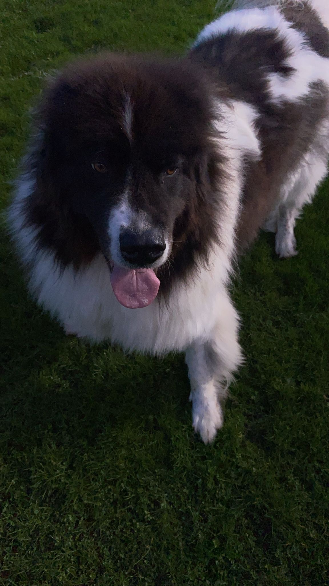 Nepomuk ist leider gestorben