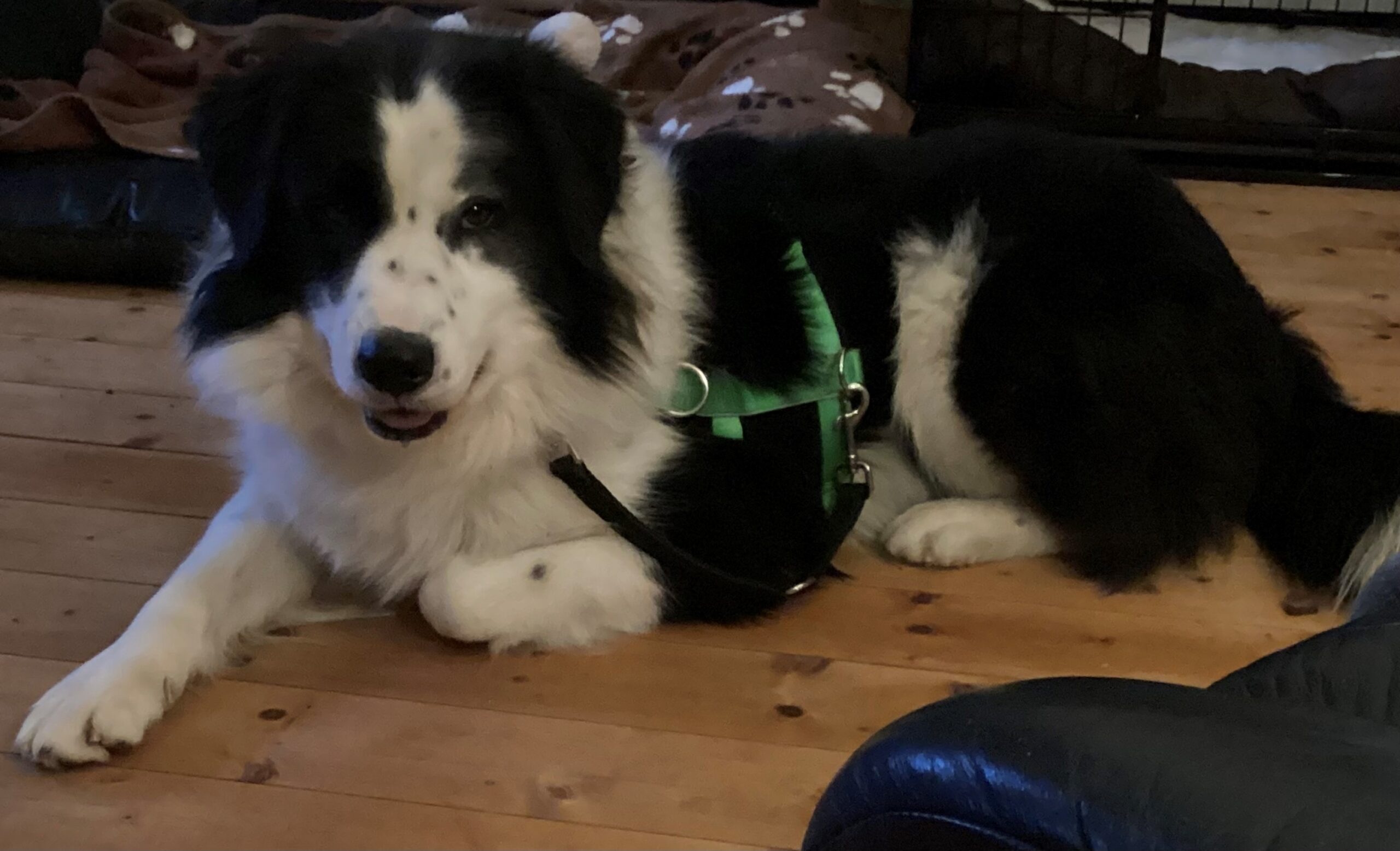 Rezepte für Schleckmatten, Kong-Füllungen, als Toppings übers Futter