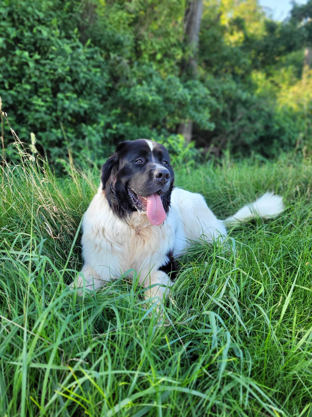 Finn der Kuschelbär