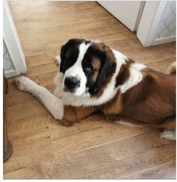 Bolle der Bernhardiner