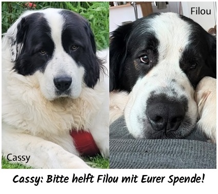 Glückspilz Cassy: Helft und spendet für Filou